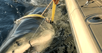 Biggest great white shark ever recorded by research group is 