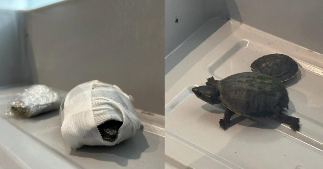 Florida woman caught trying to carry turtles through airport security in her bra, TSA says