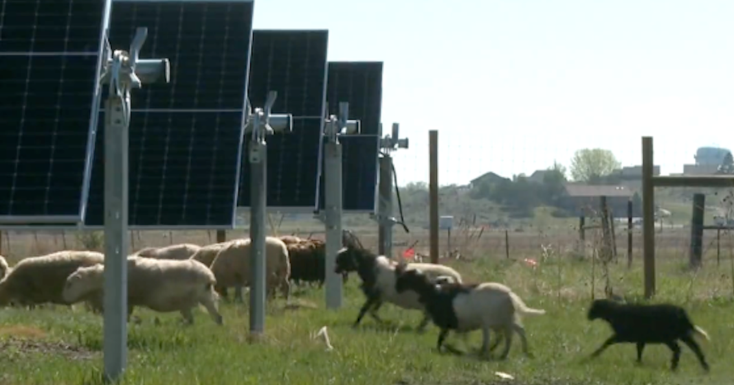 Sheep do some lamb-scaping on solar panel farms, nearly eliminating mowing
